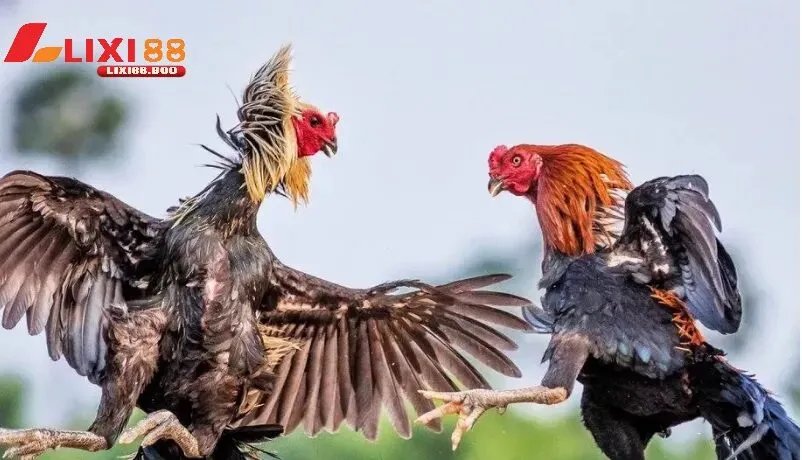 Gà chuối trong đá gà cựa sắt – Ưu thế vượt trội